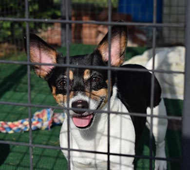 Dog at Animal Shelter