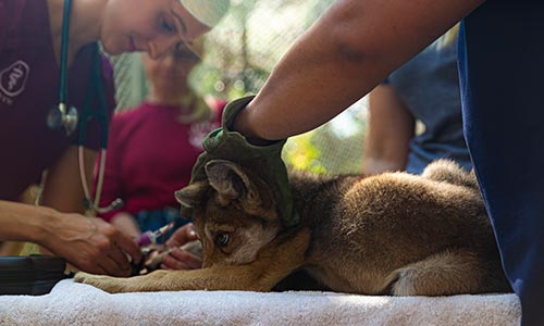 Veterinarians helping hurt wolf.